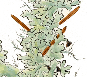 Detail of "Life on a Fir Branch"